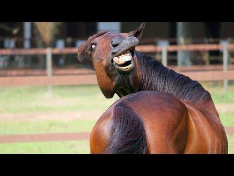 ? Funniest Animals ? – Try Not To Laugh ? – Funny Domestic And Wild Animals' Life