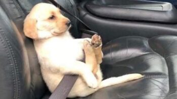 Lustige Tiere Videos Zum Totlachen Lustige Videos 2020 #93
